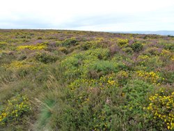 Quantock Hills Wallpaper