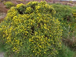 Quantock Hills Wallpaper