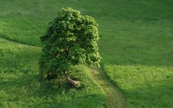 Lonely tree