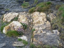 Boscastle Blooms Wallpaper