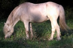 Horse seen In Llangattock Public Way Wallpaper