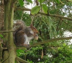 Squirrel in Peasholm Park Wallpaper