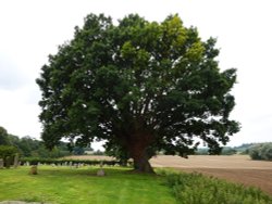 Lovely old tree in the Churchyard