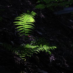 A fern in the woods by Fewston Reservoir. Wallpaper
