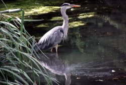 Ruislip duck pond Wallpaper