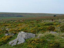 Dartmoor Wallpaper