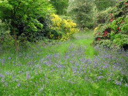 Charborough Estate. Wallpaper