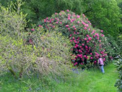 Charborough Estate. Wallpaper