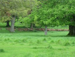 Charborough Estate. Wallpaper