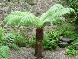 Fern tree Wallpaper