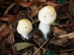 Fungi in the Churchyard Wallpaper