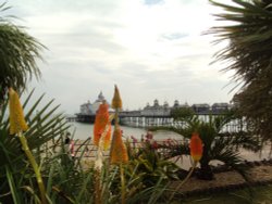 View of Pier Wallpaper