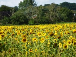 A field of Sunflowers