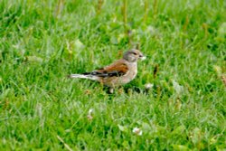 Cock Linnet. Wallpaper