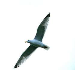 Herring Gull. Wallpaper