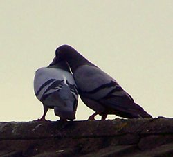 Love birds Wallpaper