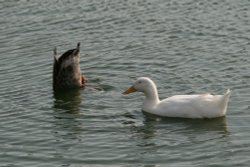 Wildfowl on the lake. Wallpaper