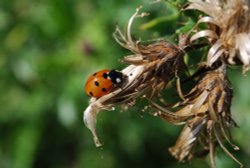 Seven spot ladybird Wallpaper