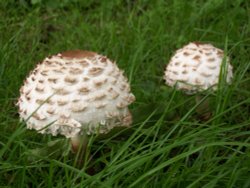 Autumn fungi Wallpaper