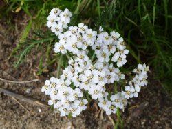 Unknown flower growing in the hedgerow Wallpaper