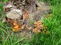 Fungi in the Churchyard Wallpaper