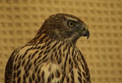 Goshawk Wallpaper