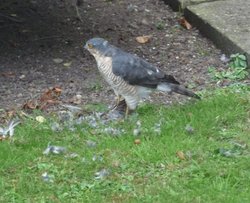 Sparrow Hawk Wallpaper