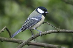 Great Tit.