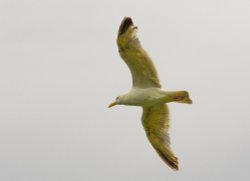 Scarborough Gull Wallpaper