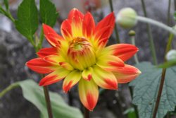 Flower near Cheddar Gorge Wallpaper