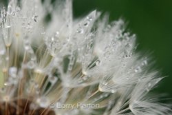 Delicate dew drops