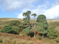 Quantock Hills Wallpaper