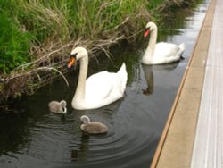 Swan family Wallpaper