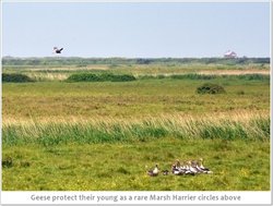 Marsh Harrier