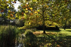 Burbage Common Wallpaper