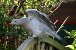 Woodpigeon. Wallpaper