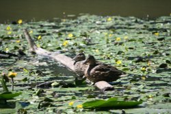 Two ducks on a log. Wallpaper