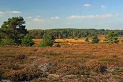 Arne in Dorset Wallpaper