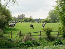 Cows in Flatford Wallpaper