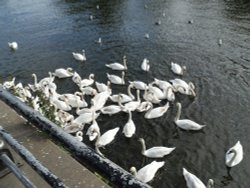 Royal swans on the river Severn in Worcester Wallpaper