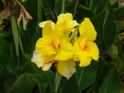 Yellow Canna. Wallpaper