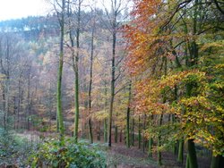 Quantock Hills Wallpaper