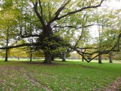 Benacre Hall Park Wallpaper