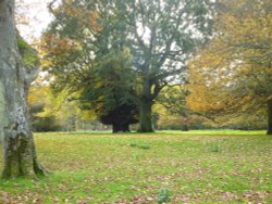 Benacre Hall Park Wallpaper