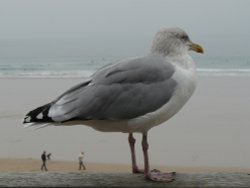 Giant Seagull? Wallpaper