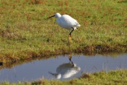 Little Egret Wallpaper