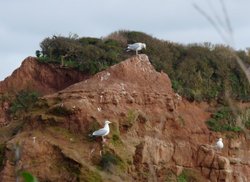 Ladram bay Wallpaper