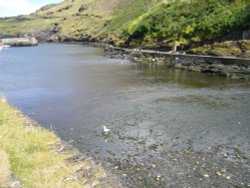 Gulls in Boscastle Wallpaper