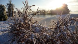 Snow covered berries Wallpaper