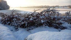 Snow covered berries Wallpaper